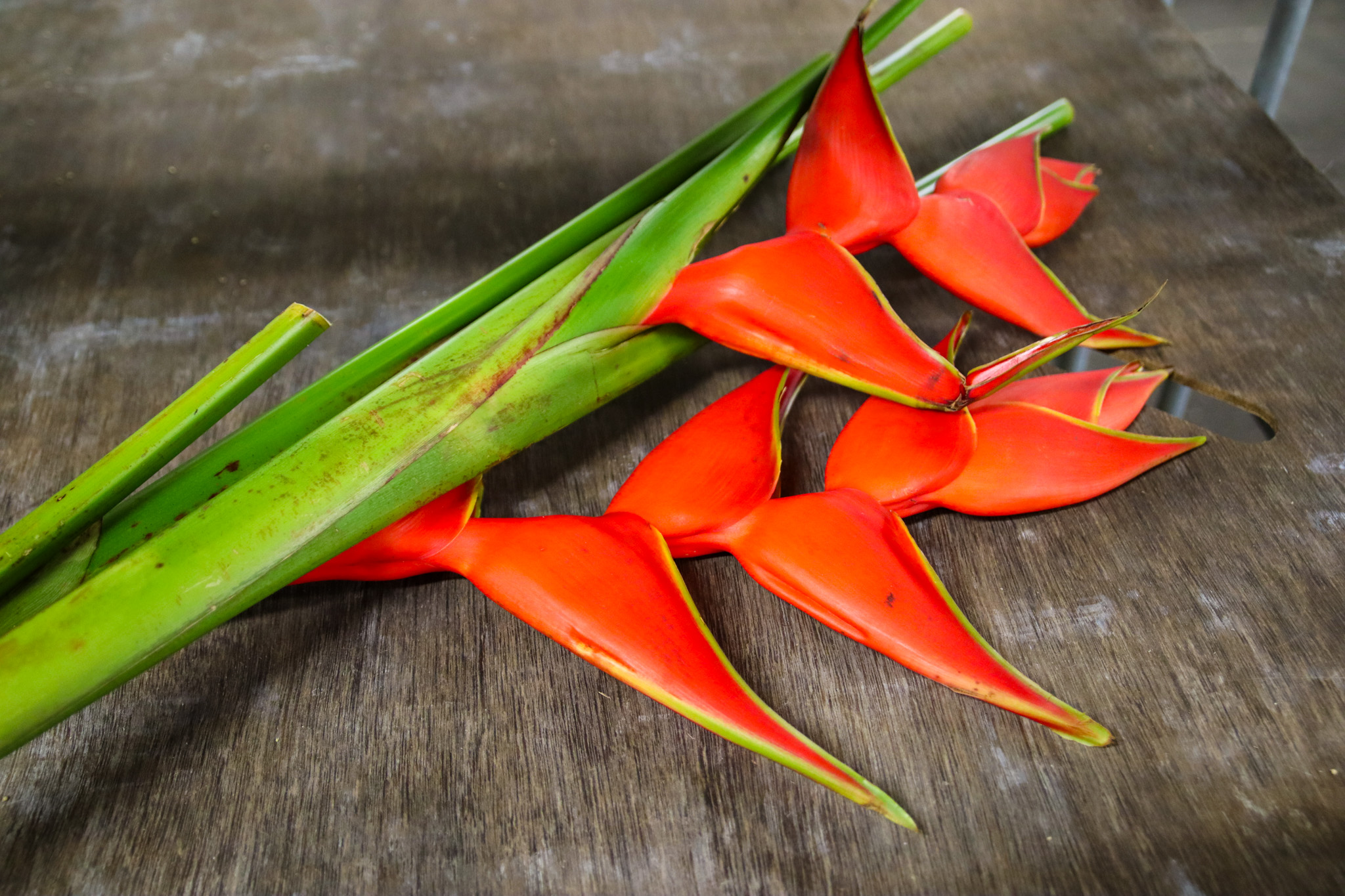 Exotic tropical flower