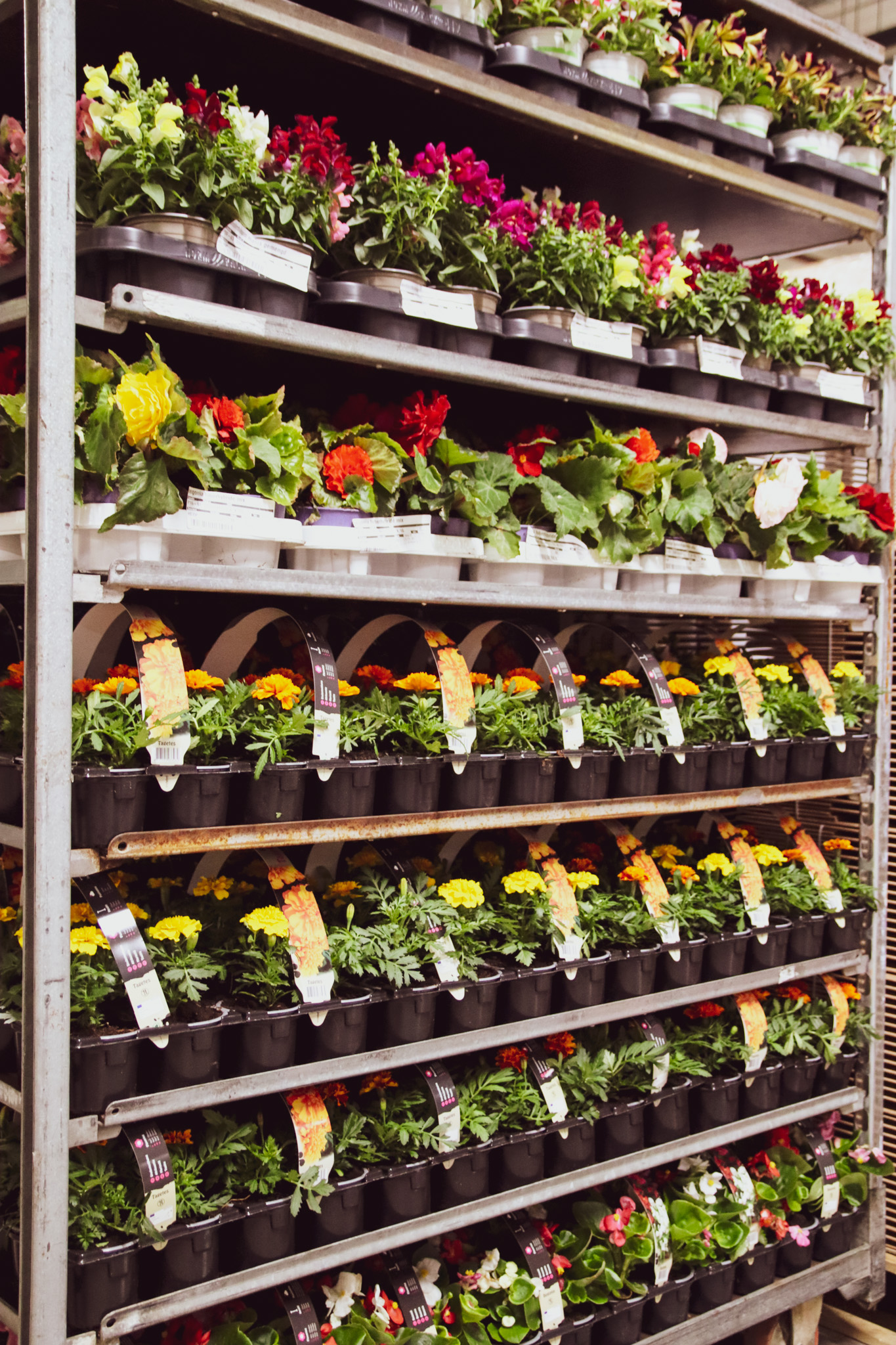 Potted indoor plants